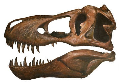 A brown Tyrannosaurus rex skull in side view shows open jaws lined with long pointed teeth on white.