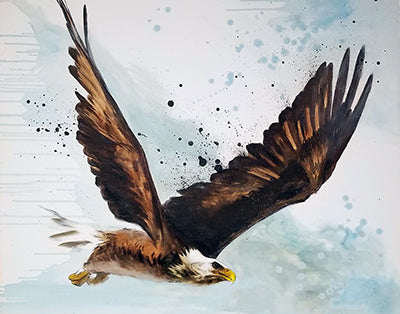 Bald eagle in flight with wings raised, brown flight feathers and a white head against pale blue splashes.