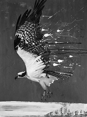 Osprey descends toward water with wings raised and talons extended, with white paint splashes against a dark background.