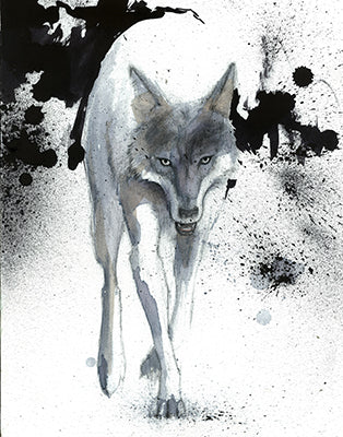 Gray wolf walks toward the viewer with its head lowered, surrounded by black paint splashes on white.
